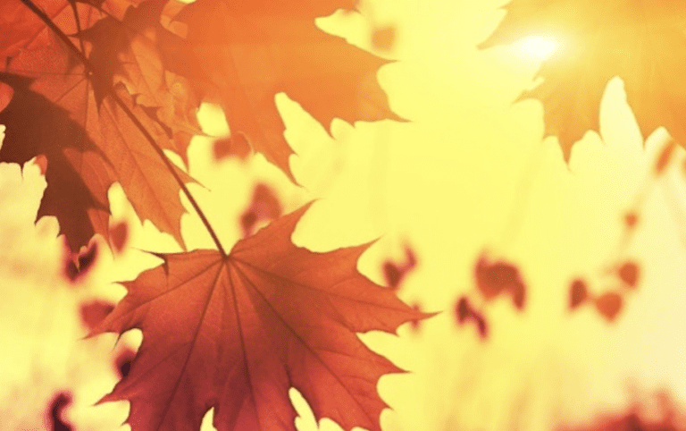 Virtue of the Week – Mindfulness